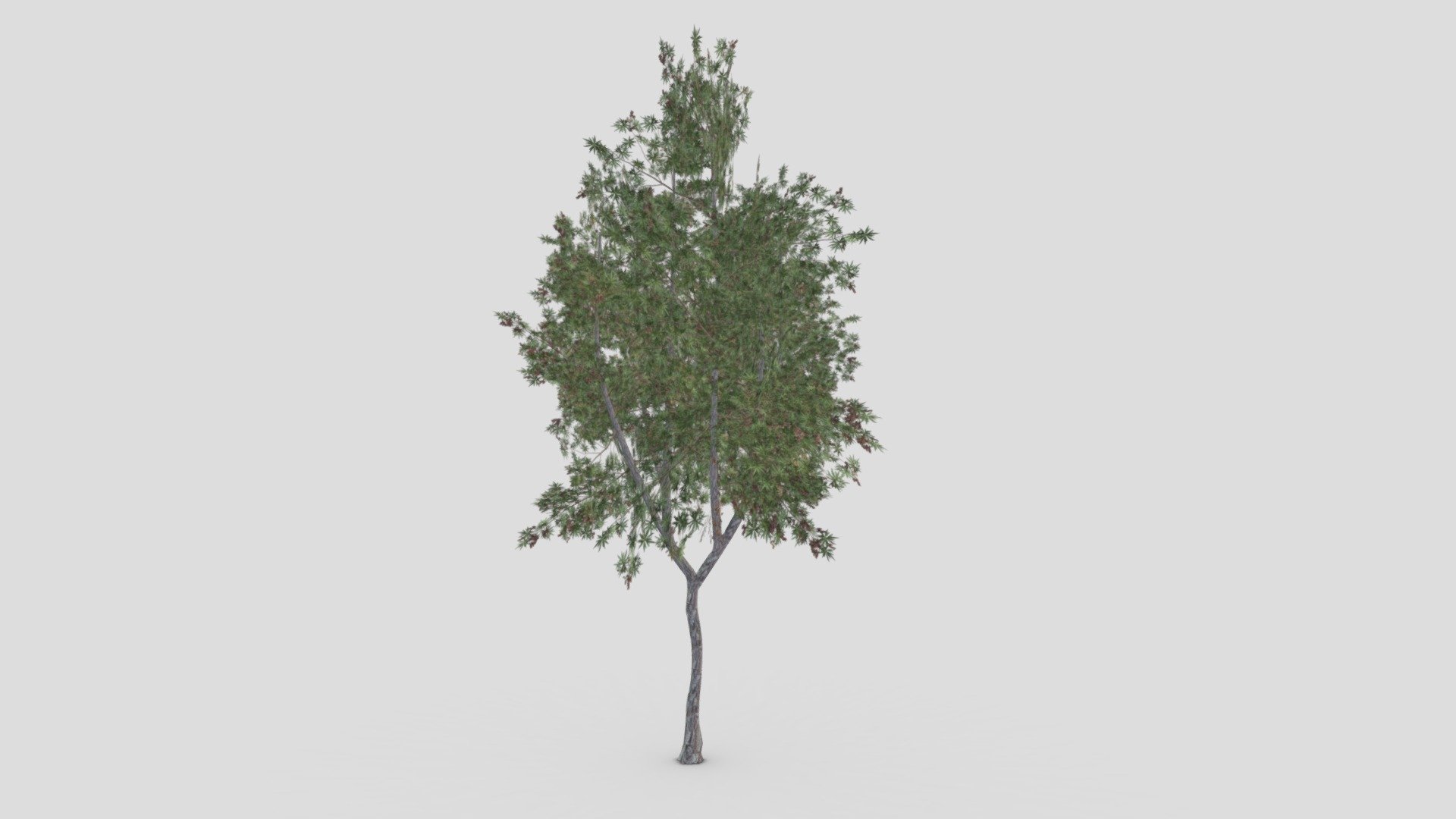 This is a low poly 3D Model of the Conocarpus Tree. I tried to make a low poly model so you can use this 3D model in your projects 3d model