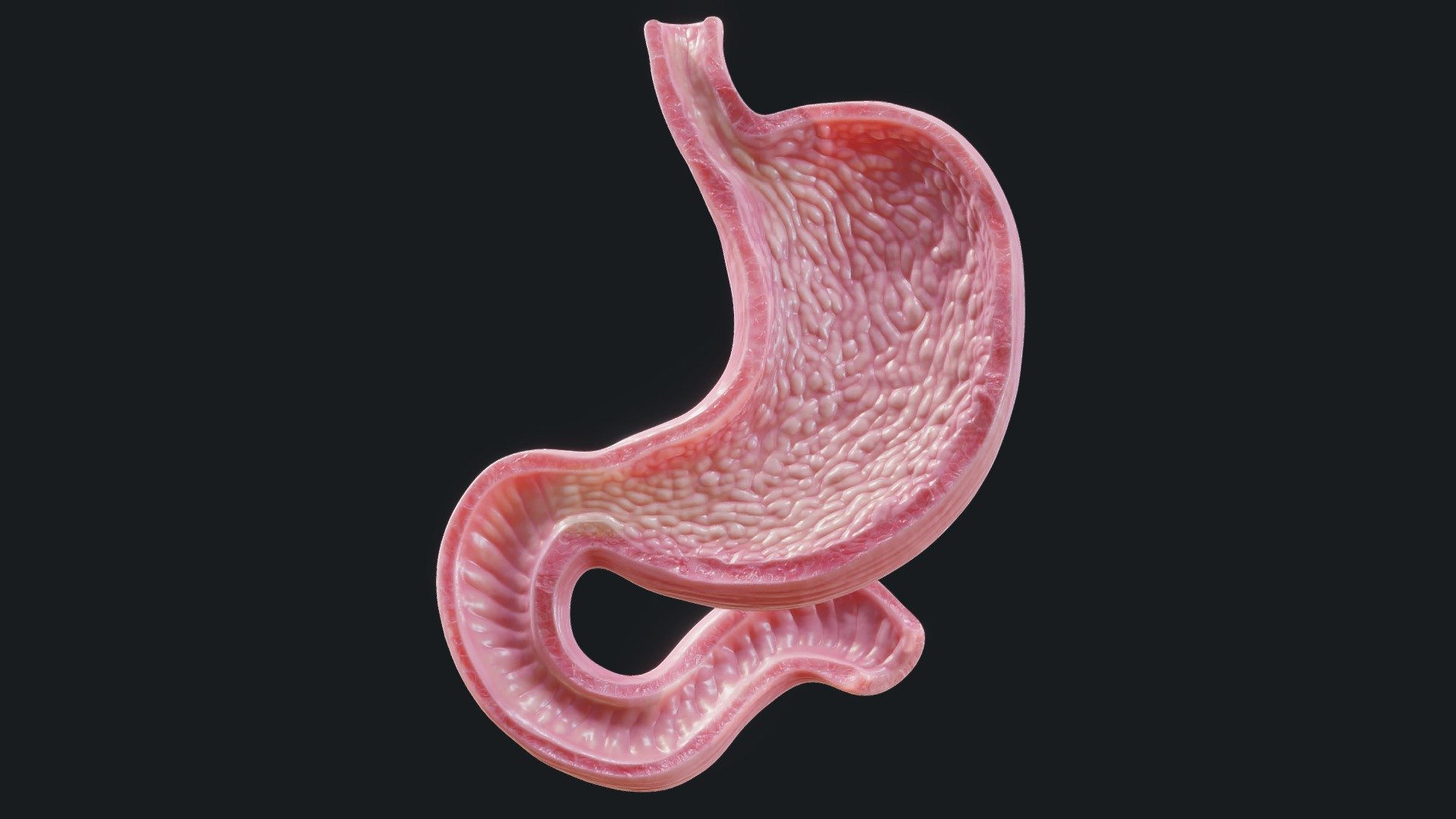 Originally modeled in Zbrush2021



Advanced Format C4D
Other Format OBJ STL 3DS FBX + Scene render Marmoset Toolbag 4



Human Stomach texture :
- BaseColor
- Metallic
- Roughness
- Normal
- AO



SCALE:
- Model at world center and real scale:
       Metric in centimeter
       1 unit = 1 centimeter



Texture resolution 2048x2048



Poly Count :
Polygon Count - 55404
Vertex Count - 27704
No N-Gons - Human Stomach - Buy Royalty Free 3D model by zames1992 3d model