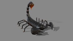 Scorpion 3dmodels, b3d, scorpion, animals, substancepainter, handpainted, 3d, blender, blender3d, animal, 3dmodel