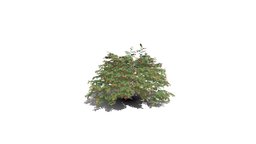 Realistic HD Chinese fringe flower (2/10) trees, tree, plant, forest, plants, asia, outdoor, foliage, nature, bush