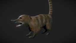 Coati realtime, fur, coati, pavor, game, animal