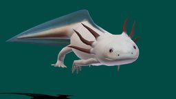 Axolotl (Low Poly) animals, amphibian, salamander, axolotl, critically-endangered, endangered-species, pbr, lowpoly, gameasset, creature, animation, gameready, nyi, nyilonelycompany, noai, auqatic, gilled, animmalia