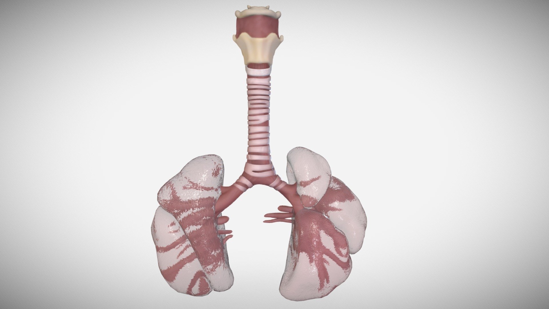 Stages of normal human lung development: During the first stage (0-7 weeks, embryonic stage), the lung arises as a ventral diverticulum of the primitive foregut endoderm with the lobar and segmental bronchi appearing at the 5th week and arteries and veins developing as avascular buds. There then follows the pseudoglandular stage (8-17 weeks) when branching of the airways and vessels takes place.

References :
1-Netters atlas of human embryology (Updated Edition).
2-the anatomy of human of embryo electron microscope ( 1st Edition ) 3d model