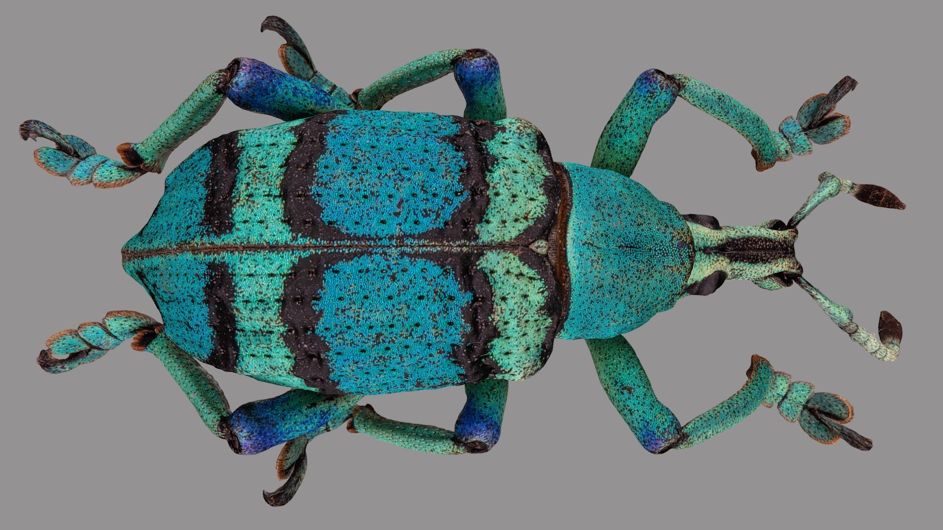 Eupholus schoenherri - 3D model by VirNat 3d model