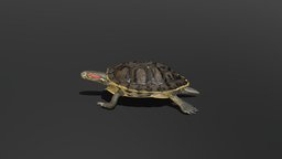 Red-eared Slider 