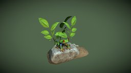 Frog red, plants, vray, frog, bake, leaf, eyes, model, stone