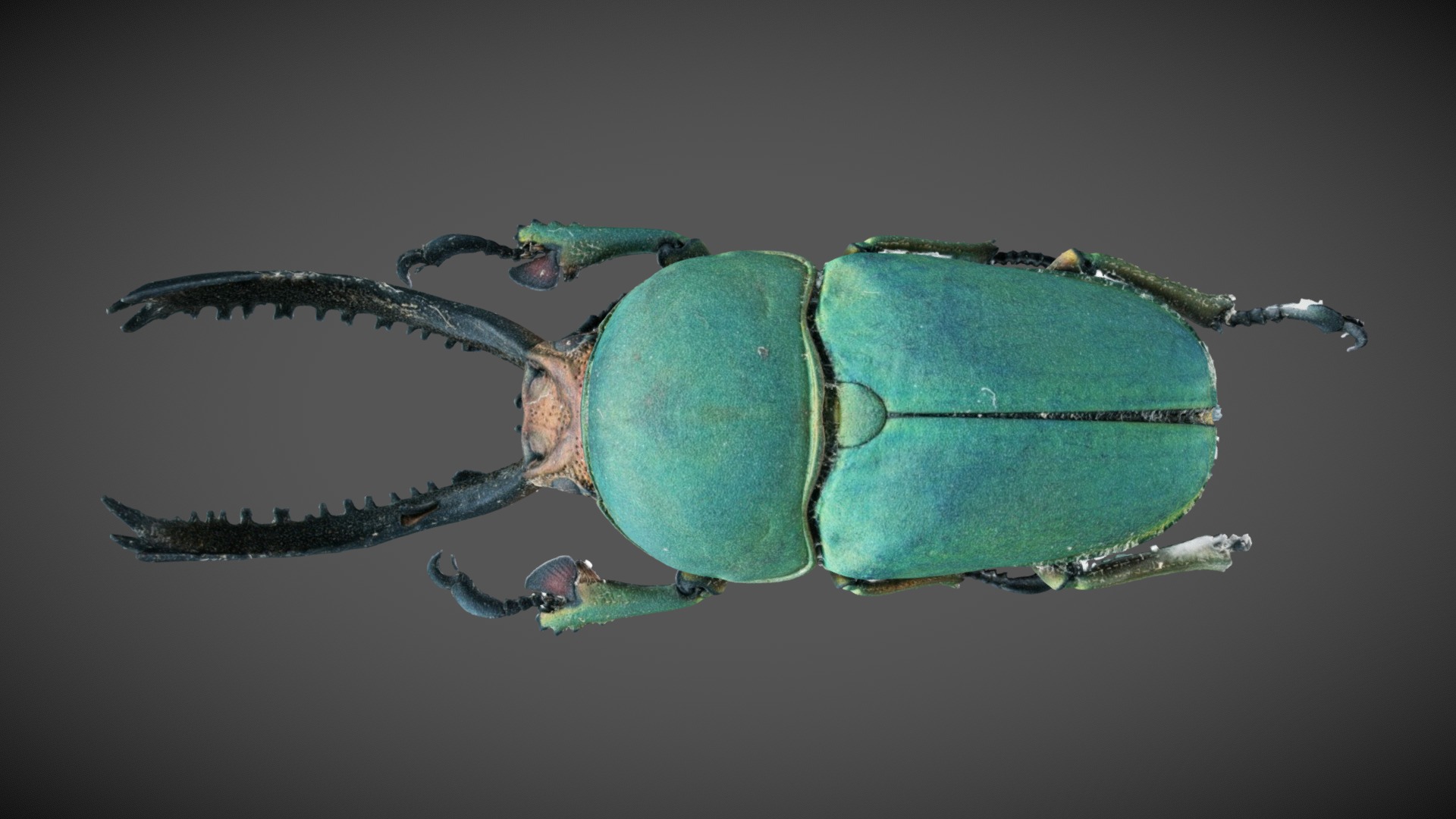 Lamprima Adolphinae - Sawtooth Beetle. My first test with focus stacking. A total of amost 1500 photos, comprised of stacks of 11 photos each. Shot with a Sony A7rII with, 90mm macro and a wemacro rail. Processed with Reality Capture - Lamprima Adolphinae - Sawtooth Beetle - 3D model by pjmbraddock 3d model