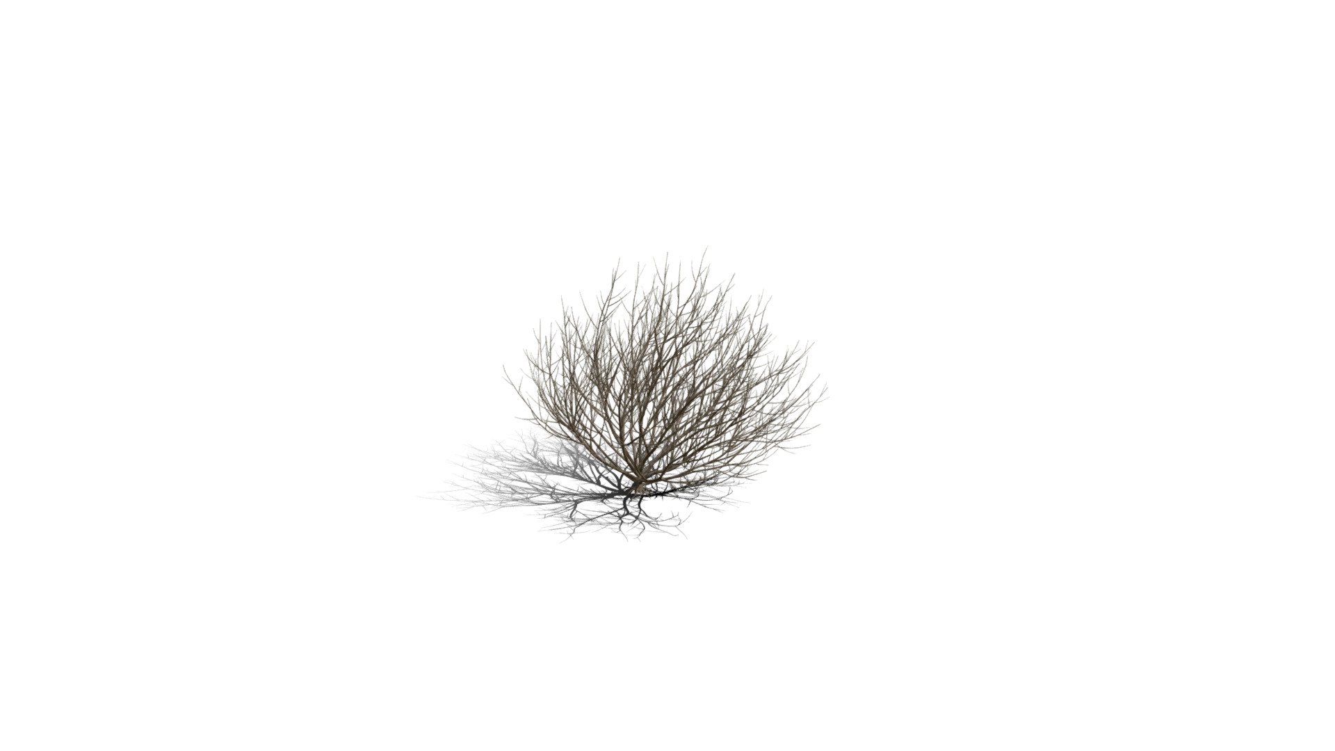 Model specs:





Species Latin name: Salix elaeagnos




Species Common name: Rosemary willow




Preset name: Wind winter mat 50




Maturity stage: Adult




Health stage: Thriving




Season stage: Winter




Leaves count: 97




Height: 1.4 meters




LODs included: Yes




Mesh type: static




Vertex colors: (R) Material blending, (A) Ambient occlusion



Better used for Hi Poly workflows!

Species description:





Region: Europe,Middle East,Africa




Biomes: Wetland, Horticultural




Climatic Zones: Cold temperate,Warm temperate,Mediterranean




Plant type: Bush



This PlantCatalog mesh was exported at 40% of its maximum mesh resolution. With the full PlantCatalog, customize hundreds of procedural models + apply wind animations + convert to native shaders and a lot more: https://info.e-onsoftware.com/plantcatalog/ - Realistic HD Rosemary willow (70/99) - Buy Royalty Free 3D model by PlantCatalog 3d model