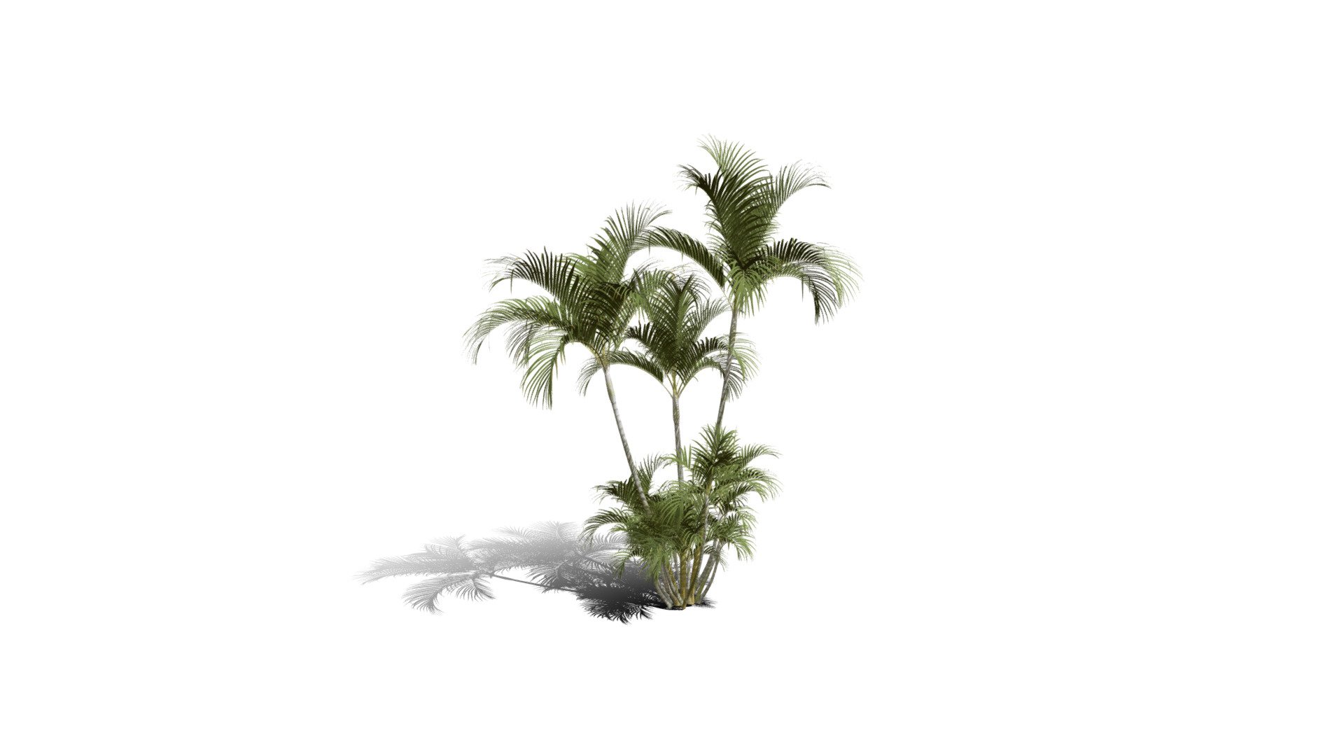 Model specs:





Species Latin name: Dypsis lutescens




Species Common name: Butterfly palm




Preset name: 3 trunks + shoots mat 75




Maturity stage: Mature




Health stage: Thriving




Season stage: Summer




Leaves count: 3564




Height: 5.3 meters




LODs included: Yes




Mesh type: static




Vertex colors: (R) Material blending, (A) Ambient occlusion



Better used for Hi Poly workflows!

Species description:





Origin: Africa




Biomes: Forest




Climatic Zones: Tropical




Plant type: Palm



This PlantCatalog mesh was exported at 40% of its maximum mesh resolution. With the full PlantCatalog, customize hundreds of procedural models + apply wind animations + convert to native shaders and a lot more: https://info.e-onsoftware.com/plantcatalog/ - Realistic HD Butterfly palm (19/62) - Buy Royalty Free 3D model by PlantCatalog 3d model