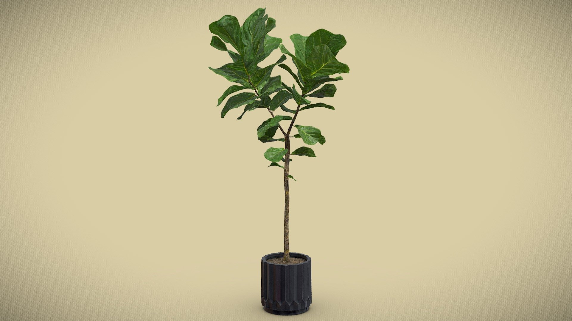 Ficus Lyrata Fiddle leaf

The Ficus Lyrata it takes its nickname from its giant green leaves: They are similar to the size and shape of fiddles.  This plant is a popular indoor tree featuring very large, heavily veined, and glossy violin-shaped leaves that grow upright on a sleek trunk. It's an impressive houseplant that brings drama to a room! 

4k Textures




Vertices  15 979

Polygons  14 882

Triangles 28 883
 - Ficus Lyrata Fiddle leaf - Buy Royalty Free 3D model by AllQuad 3d model