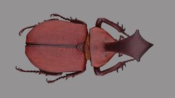 Golofa claviger metashape, agisoft