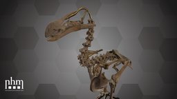 Dodo Skeleton (NHMW-Zoo-VS 1.471) skeleton, dodo, bird, 3dscanning, artec, museum, extinct, extinction, wien, 3dscan, artecleo, nhmvienna, nhmw, naturhistorisches, birdcollection, dodoskeleton, raphuscucullatus