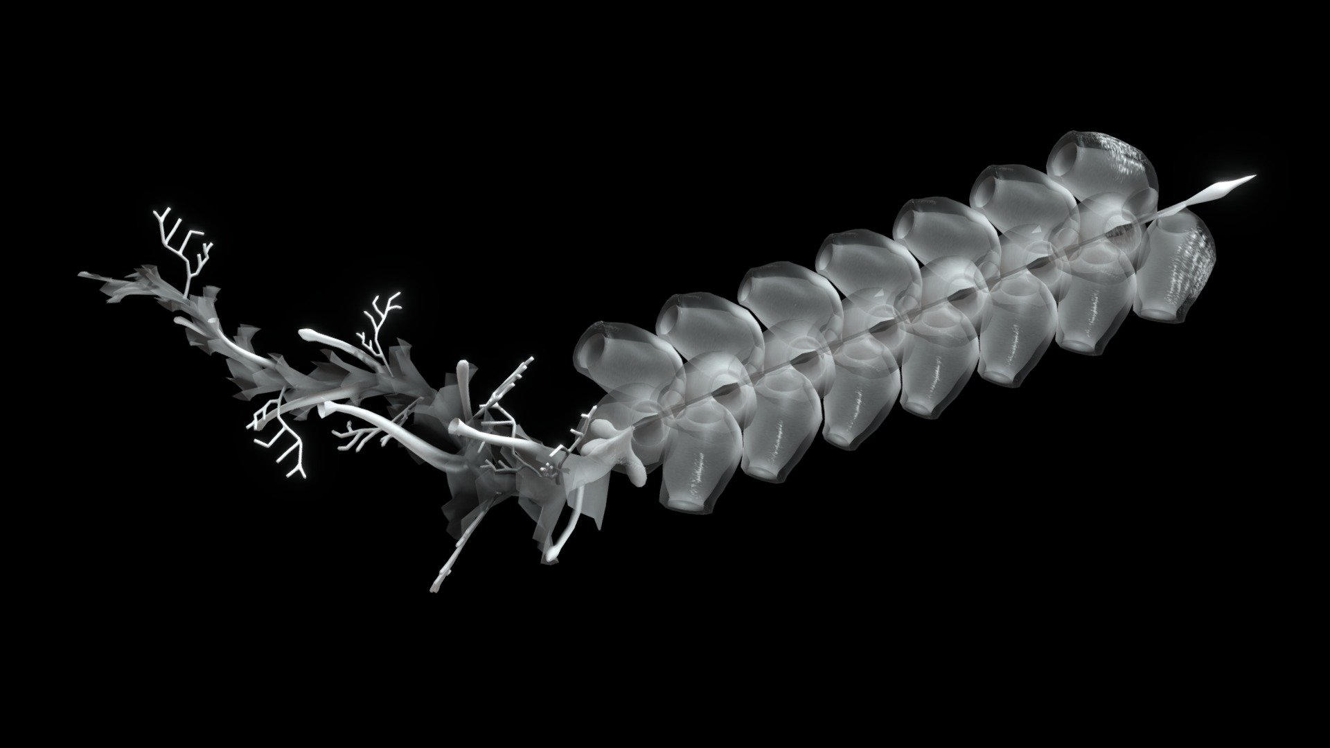 ~
 - Marrus/Deep-Sea Jellyfish (Siphonophora) - Download Free 3D model by n- 3d model