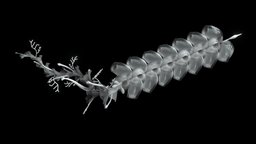 Marrus/Deep-Sea Jellyfish (Siphonophora) blender, hydrozoa