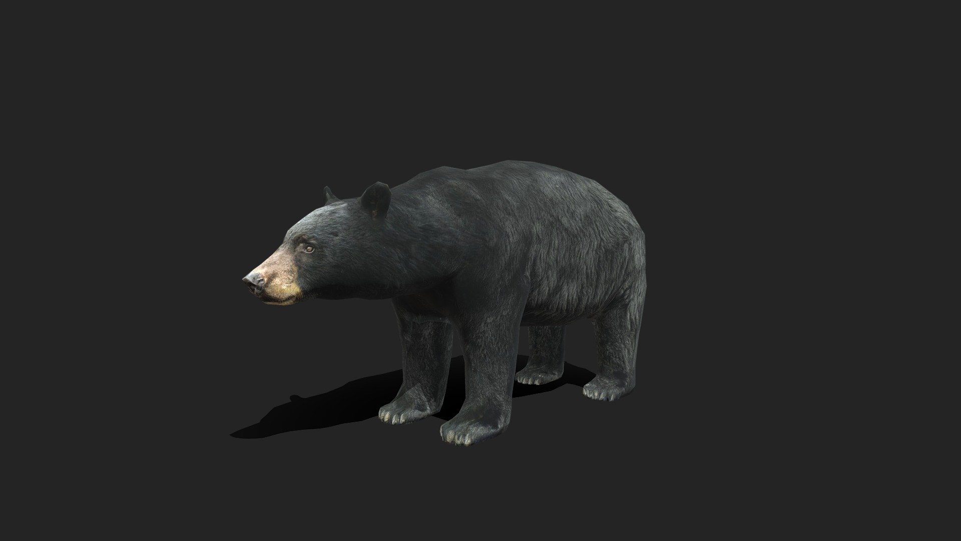 This 3D model used for 3D low poly game such as desktop game, VR, or mobile games.

Object made in blender (Available in MAYA if you ask it)

Model is completely UVunwrapped

Texture created in substance Painter, all the texture Res is 2k

Model only have simple rig (ask me if you want to know/see the rig)

Model only have idle animation

Model export : OBJ,FBX, Blend, MA, STL, ZTL

PS : Send me message if you want request other animal or you want custom the animal (if i can, i will do it)
 - Low Poly American Black Bear - Buy Royalty Free 3D model by 3D-IDI (@paduladi) 3d model
