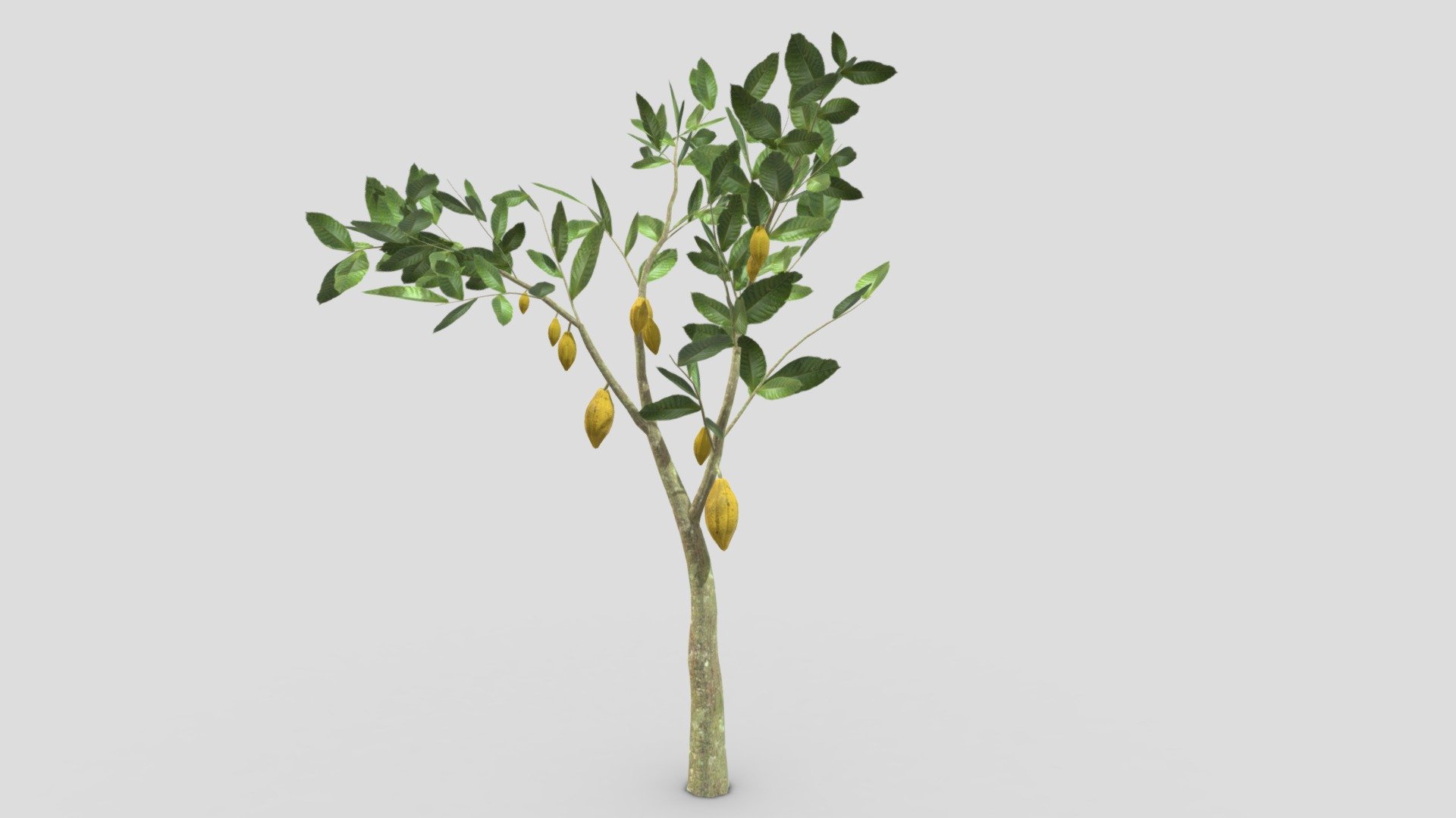 This is a 3D low poly model of a Cacao tree that you can use in your projects.

Info:

Theobroma cacao is a small evergreen tree in the family Malvaceae. Its seeds, cocoa beans, are used to make chocolate liquor, cocoa solids, cocoa butter, and chocolate. Native to the tropics of the Americas, the largest producer of cocoa beans in 2018 was Ivory Coast, at 2.2 million tons 3d model