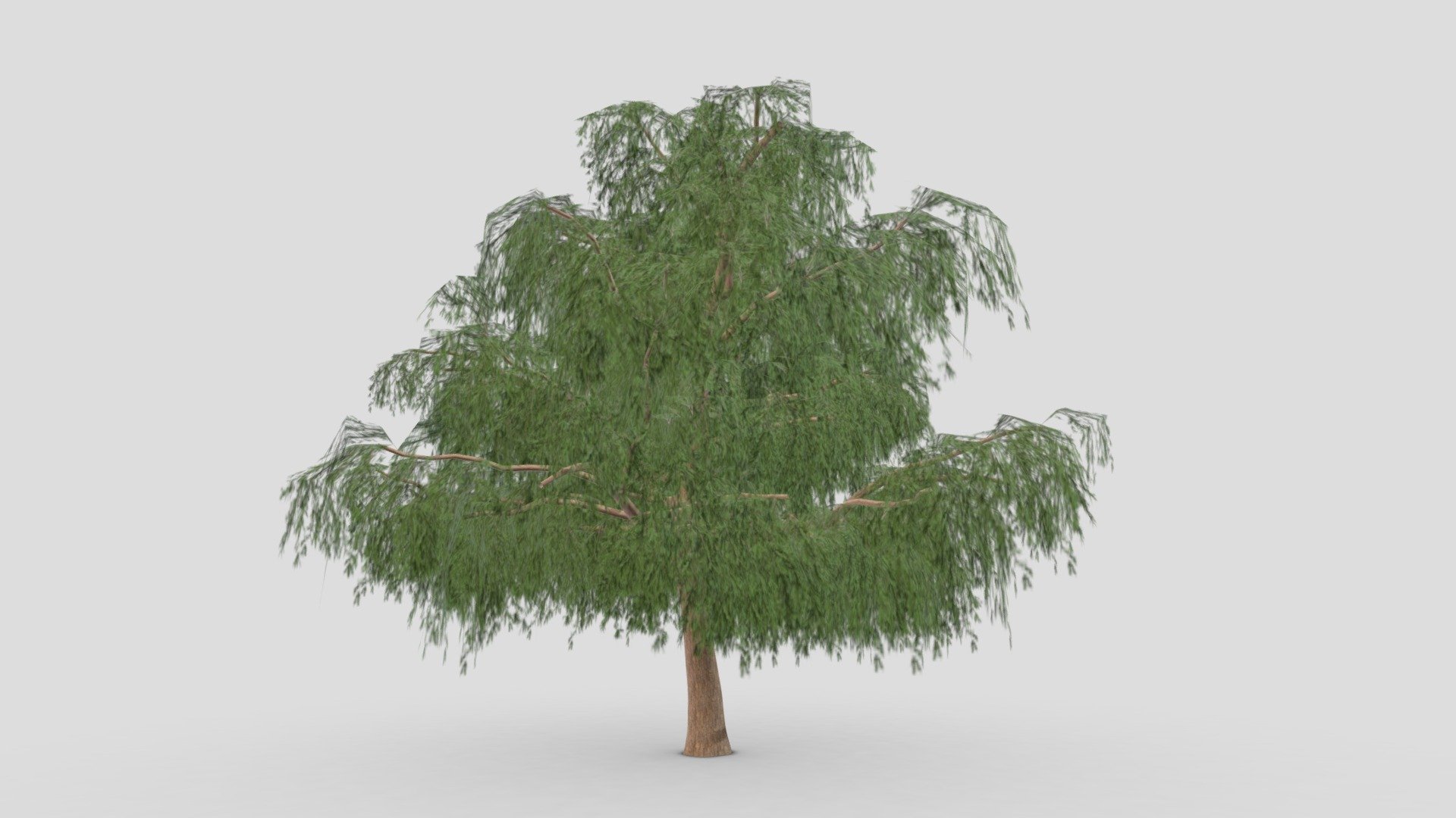 This is a 3D low poly model of the Prosopis Tree. I tried to work on the low poly version of this tree 3d model
