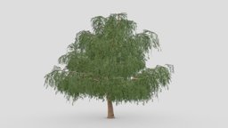 Prosopis Tree- 07 prosopis, 3d-prosopis, lowpoly-prosopis
