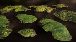Moss Clumps nature, moss, mossy, accent, photorealism, fungi, decoration