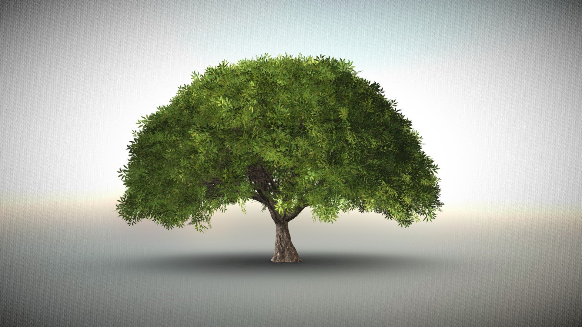 Globular Willow
2 material
4k textures - Globular Willow tree - Buy Royalty Free 3D model by Ruslan Malovsky (@malovsky) 3d model