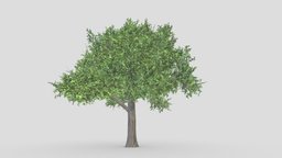 Sugar Maple Tree- 03 tree, maple, unreal, sugar, acer, saccharum, sugarmaple, unity, 3d-maple
