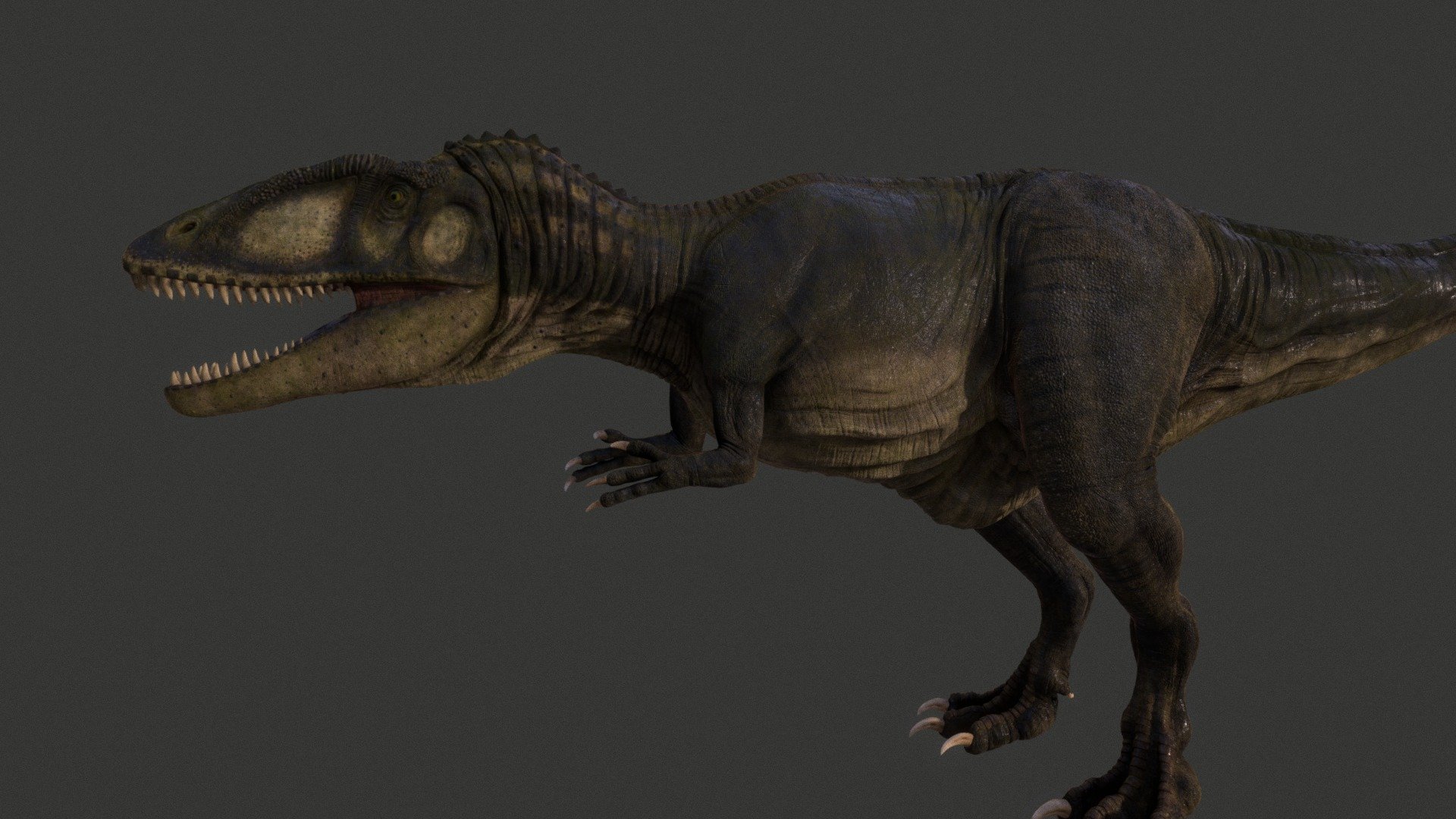 Carcharodontosaurus includes some of the longest and heaviest known carnivorous dinosaurs, with various scientists proposing length estimates for the species C. saharicus ranging between 12 and 13.3 m (39 and 44 ft) and weight estimates between 6.2 and 15.1 metric tons

they were carnivores, with enormous jaws and long, serrated teeth up to eight inches long. A skull length of about 1.53—1.6 meters

Instagram https://www.instagram.com/julian_johnson1234/ - Carcharodontosaurus - Download Free 3D model by Julian Johnson-Mortimer (@FreddyFoxFreddy) 3d model