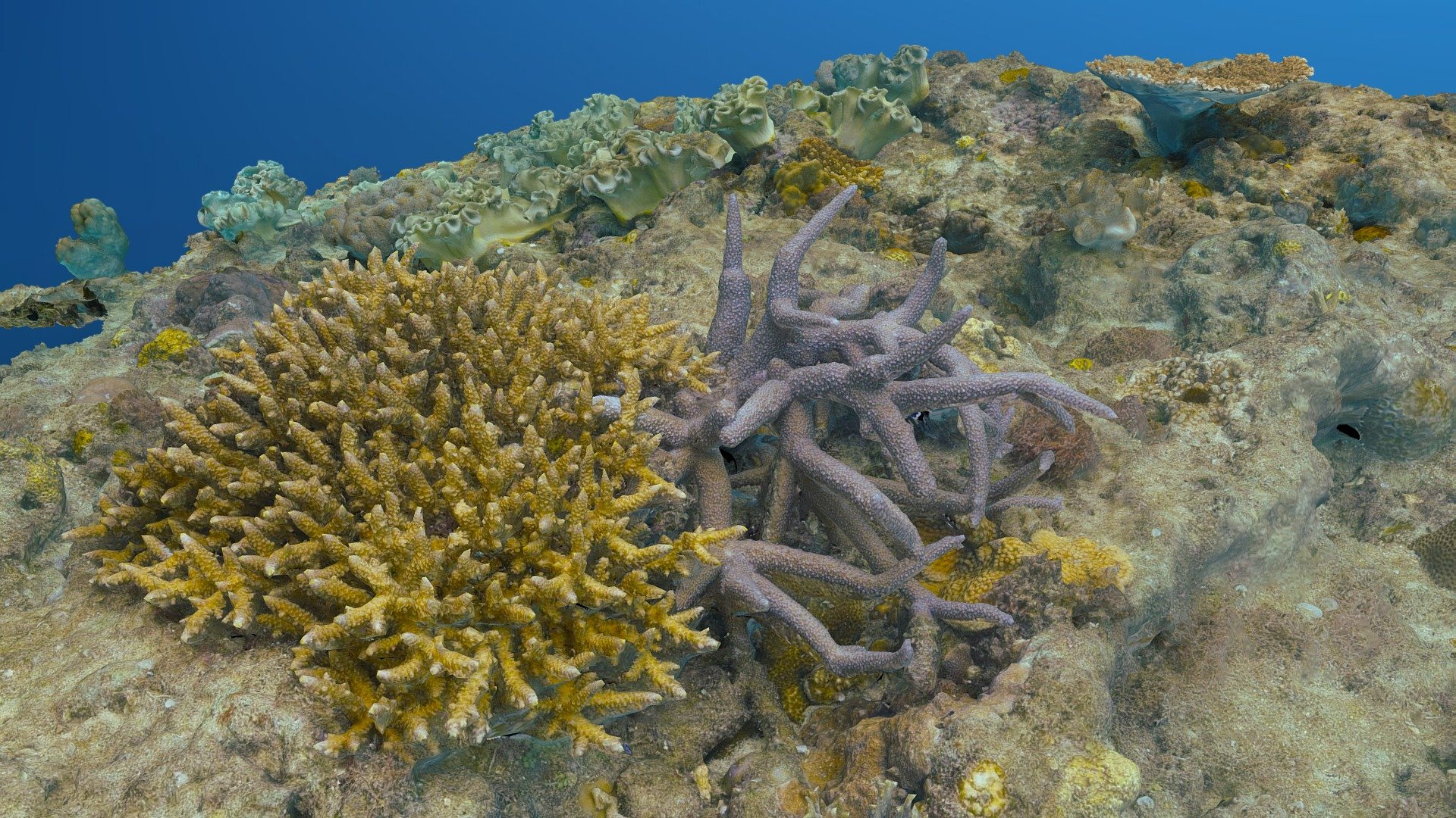 Some corals and aquatic animals
On 6/23/2021, These are the underwater creatures that live in the shallows, popular in Okinawa.

Found at a depth of about 3-4 meters at the Dive Site “Gorilla Chop”, Sakimotobu, Motobucho Kunigamigun, Okinawa, Japan

From 445 images of 60MP. This was taken underwater.


Processors



CPU: Core i7 6700K

64GB of RAM

GTX1080


Equipments



Camera: Sony α7R IV

Lens: Sony SEL1635GM

Underwater Housing: Sea&amp;Sea MDXL-α7IV and Optical Dome Port II 230
 - Underwater Terrain - #AgisoftNatureChallenge - Download Free 3D model by yuma.jp (@YYouzhen) 3d model