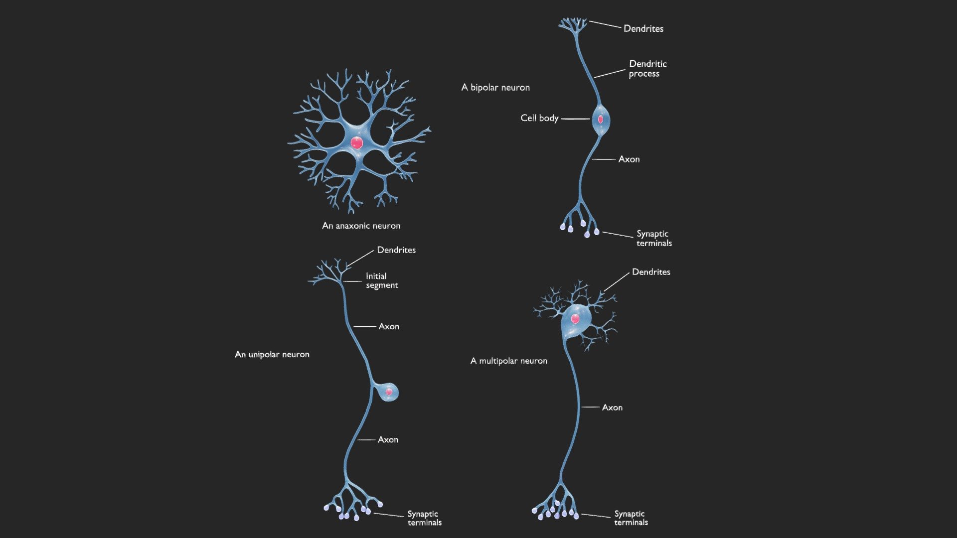 The Four Major Anatomical Classes of Neurons

Bipolar neurons have distinct axon and dendrite processes, commonly found in sensory organs like the retina, facilitating the transmission of sensory information. Anaxonic neurons lack a clear axon-dendrite divide and function locally in neural circuits, supporting integrated signaling. Multipolar neurons, with multiple dendrites and a single axon, are prevalent in the central nervous system, aiding in complex information processing. Unipolar neurons have a single process, serving both as an axon and dendrite, commonly found in sensory neurons, streamlining the transmission of sensory signals.




Format: FBX, OBJ, MTL, STL, glb, glTF, Blender v4.0.0

Optimized UVs (Non-Overlapping UVs)

PBR Textures | 1024x1024 - 2048x2048 - 4096x4096 | (1K, 2K, 4K - Jpeg, Png)

Base Color (Albedo)

Normal Map

AO Map

Metallic Map

Roughness Map

Height Map

Opacity Map
 - The Four Major Anatomical Classes of Neurons - Buy Royalty Free 3D model by Nima (@h3ydari96) 3d model