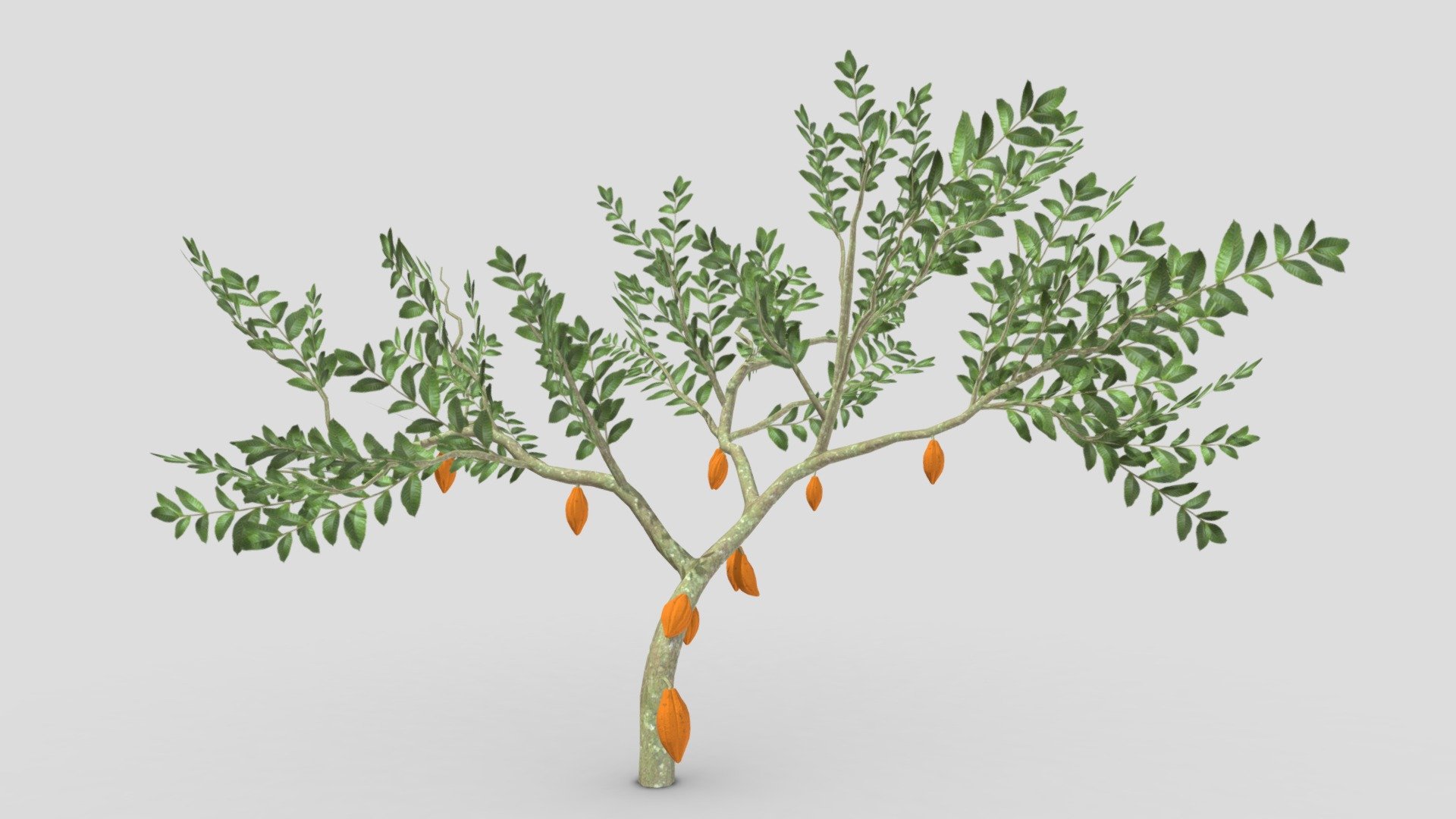 This is a 3D low poly model of a Cacao tree that you can use in your projects.

Info:

Theobroma cacao is a small evergreen tree in the family Malvaceae. Its seeds, cocoa beans, are used to make chocolate liquor, cocoa solids, cocoa butter, and chocolate. Native to the tropics of the Americas, the largest producer of cocoa beans in 2018 was Ivory Coast, at 2.2 million tons 3d model