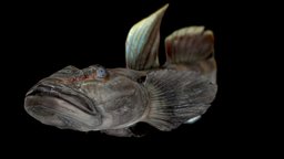 Freshwater Goby No.1 noai