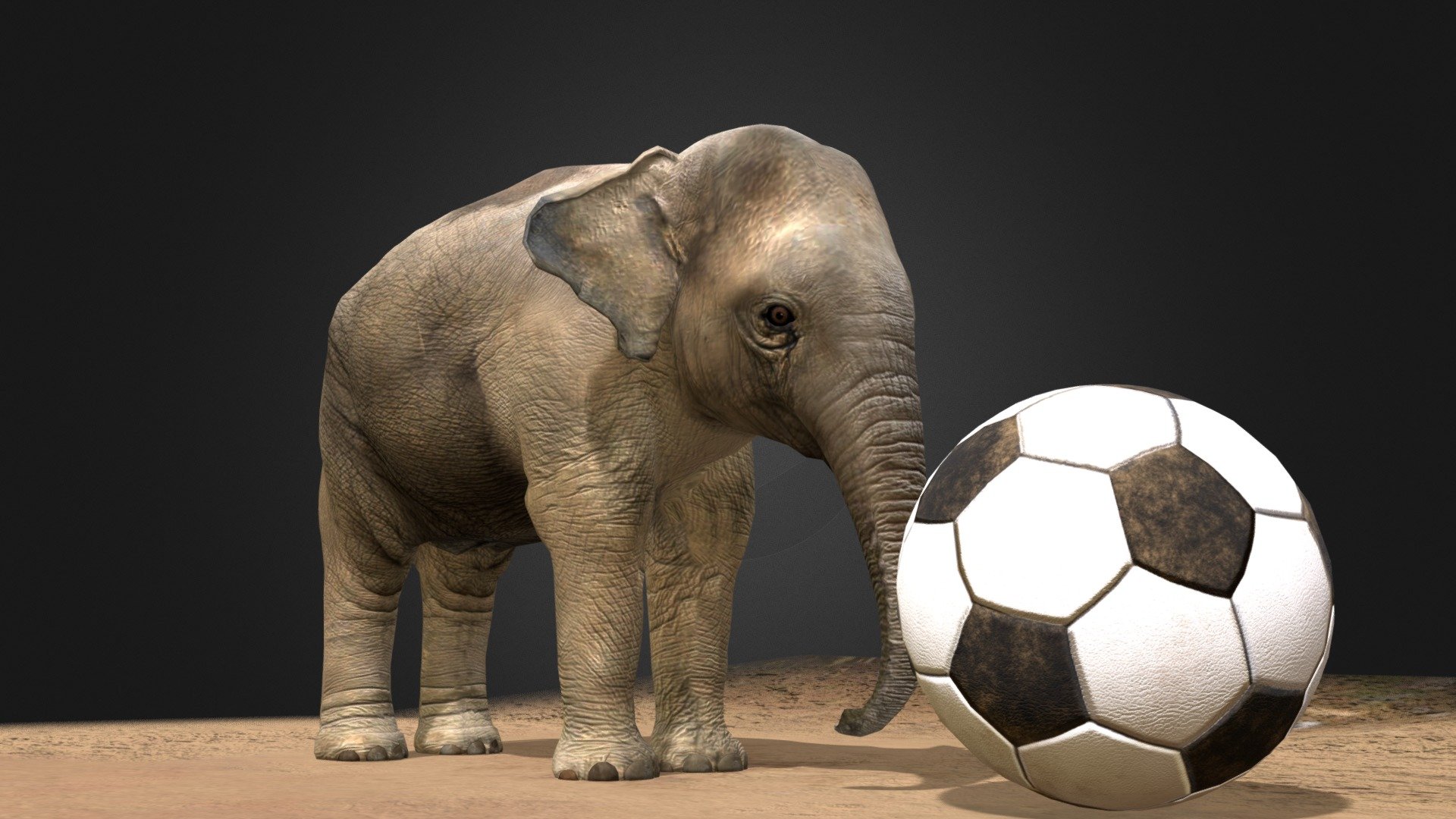 Model: Created in 3dsmax.

Textute: real photos of elephant plus Substance Painter.

Polycount: 6000 polygons.

UV: full, no overlapse

Anyone care, please do not hesitate to contact me at:
ducdm69@gmail.com - Asian Baby Elephant 3D Model (In Viet Nam) - 3D model by Đức Đào Minh (@dmd_hn) 3d model