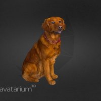 Golden Retriever / Irish Setter Mixed Breed Dog dog, pet, retriever, irish, golden, mixed, setter