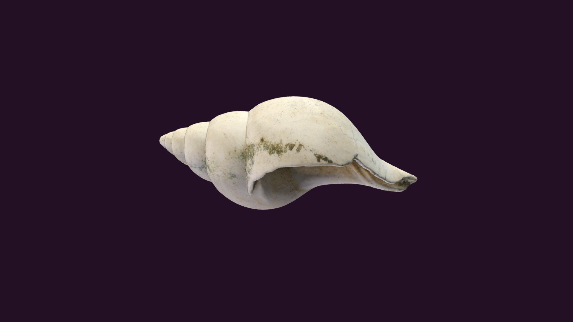 Fasciolaria apicina; 
Pleistocene Caloosahatchie Marl; 
Caloosahatchie River near LaBelle, Florida, USA; 
Approx. 5.6 cm x 2.9 cm x 2.5 cm; - Fasciolaria apicina - Buy Royalty Free 3D model by Shellie Luallin (@Paleogirl) 3d model