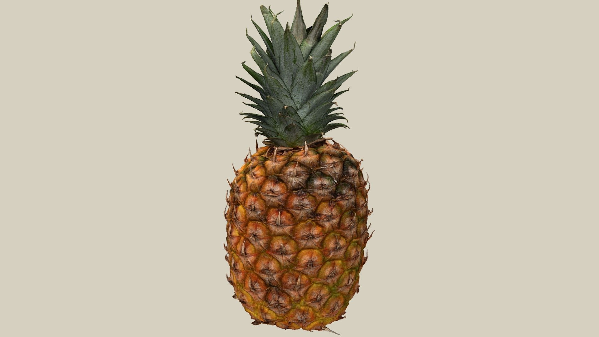 The pineapple is a plant species from the bromeliaceae family. It is originally native to the Americas and is now cultivated as a fruit plant in tropical areas worldwide. The word pineapple comes from the term naná &lsquo;fruit' in the Guaraní language. The club-shaped stem of the pineapple is up to 35 cm long and a small portion is sunken into the ground. The leaves are narrow lanceolate, up to 120 cm long. The fruit is rich in vitamins and minerals.

Die Ananas ist eine Pflanzenart aus der Familie der Bromeliengewächse. Sie ist ursprünglich in Amerika heimisch und wird heute weltweit in den tropischen Gebieten als Obstpflanze angebaut. Das Wort Ananas entstammt der Bezeichnung naná ‚Frucht‘ in der Guaraní-Sprache. Der keulenförmige Stamm der Ananas ist bis zu 35 cm lang und zu einem kleinen Teil im Boden eingesenkt. Die Blätter sind schmal lanzettlich, bis zu 120 cm lang. Die Frucht ist reich an Vitaminen und Mineralstoffen 3d model