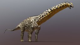 Brontosaurus excelsus paleontology, jurassic, mesozoic, sauropod, paleoart, brontosaurus, apatosaurus, diplodocid, sauropodomorpha, substancepainter, maya, zbrush, dinosaur, morrisonformation, nathanerogers