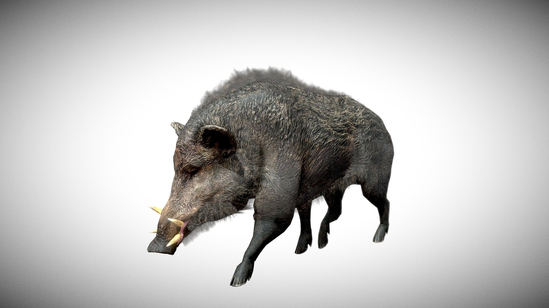 Hunting Gameready character , related animations: Walk (4 types), Idle (5 types), Attack (6 types), Die (4 Types), - Boar - 3D model by ElectroNick 3d model