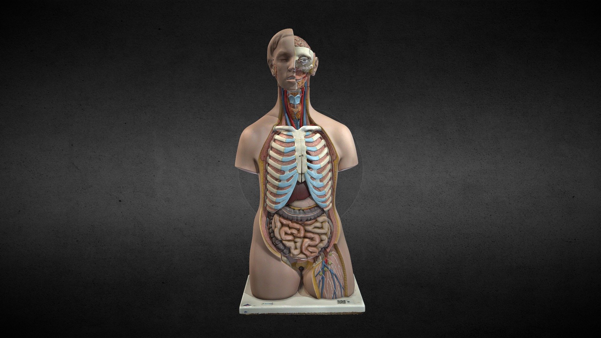 Replica del tronco obtenido del laboratorio de anatomía humana de la Universidad Austral de Chile

Trunk replica obtained fronthe human anatomy laboratory of the Universidad Austral de Chile.

Full HD to print
Format:STL and PLY

Puedes vistarnos en:https://anatomiahumana3d.com
Visit us on:https://3dhumananatomy.org - Replica del tronco / Trunk replica - Buy Royalty Free 3D model by Anatomía Humana 3D (@Gonzalo_Matzner) 3d model