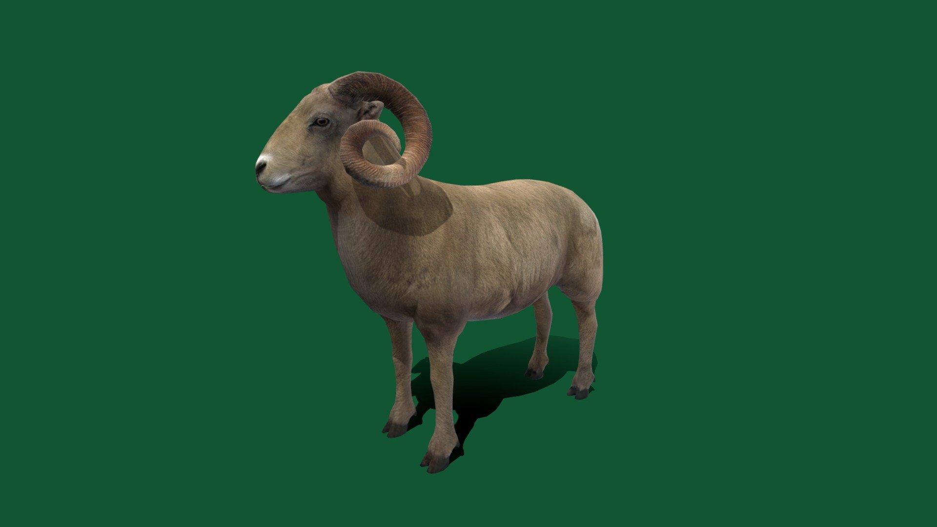 Desert Bighorn Sheep  (&ldquo;sensitive
