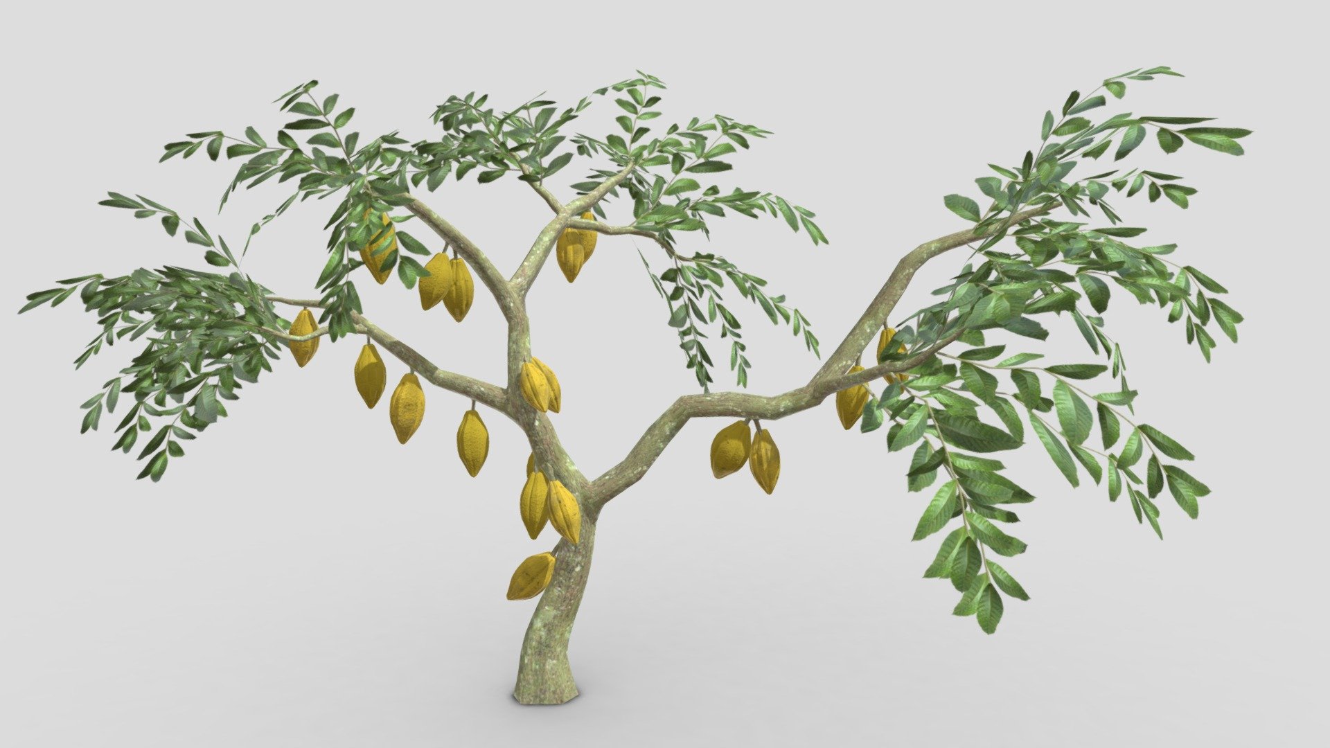 This is a 3D low poly model of a Cacao tree that you can use in your projects.

Info:

Theobroma cacao is a small evergreen tree in the family Malvaceae. Its seeds, cocoa beans, are used to make chocolate liquor, cocoa solids, cocoa butter, and chocolate. Native to the tropics of the Americas, the largest producer of cocoa beans in 2018 was Ivory Coast, at 2.2 million tons 3d model