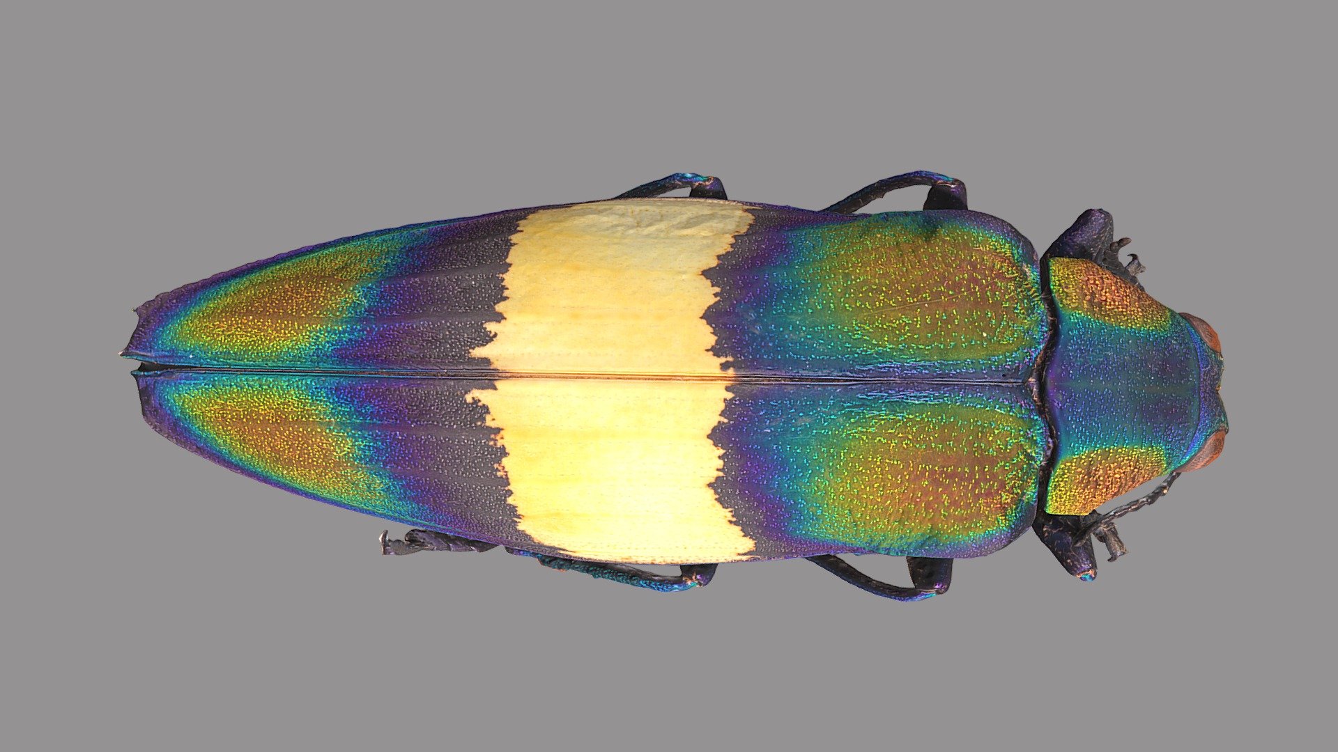 Chrysochroa toulgoeti - 3D model by VirNat 3d model