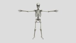 Human Skeleton Medical Art Reference 3D Model