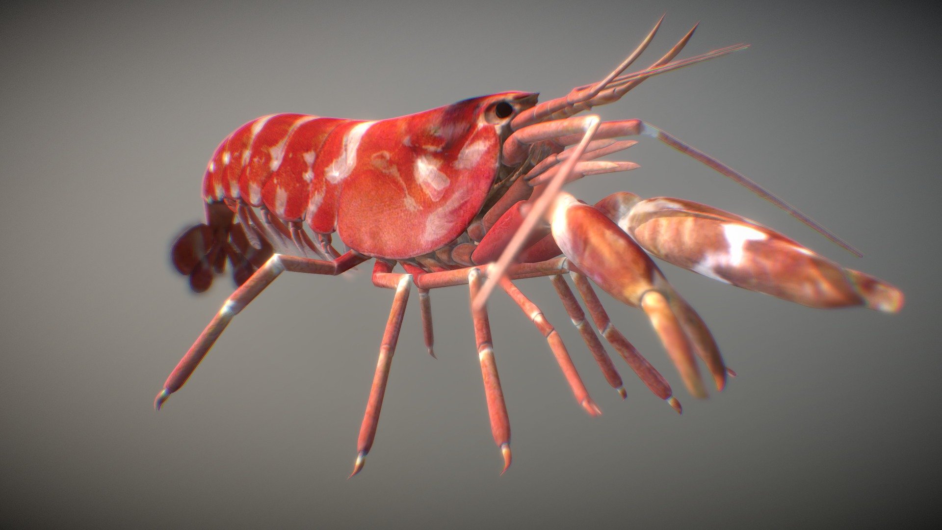 My lastest creation, a Pistol Shrimp.

Alpheidae is a family of caridean snapping shrimp characterized by having asymmetrical claws, the larger of which is typically capable of producing a loud snapping sound. Other common names for animals in the group are pistol shrimp or alpheid shrimp

Modeled in Max, textured in Substance Painter - Pistol Shrimp - 3D model by 3dsam79 3d model