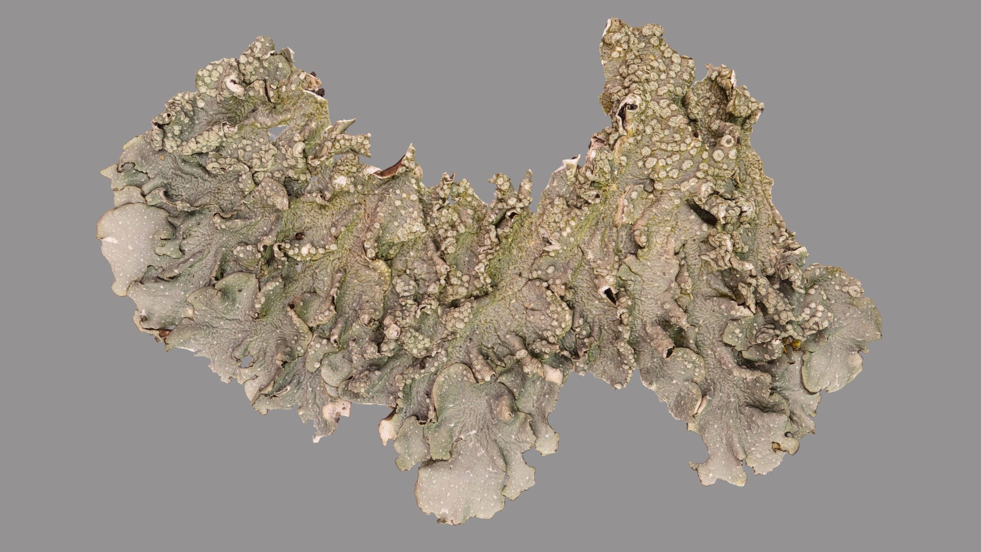 Punctelia borreri - 3D model by VirNat 3d model