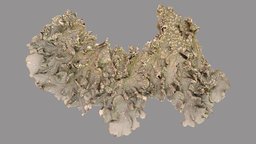 Punctelia borreri metashape, agisoft