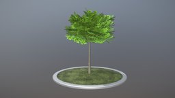 Linde 4 Meter Sommer tree, linde, blender-3d, sommer, low-poly