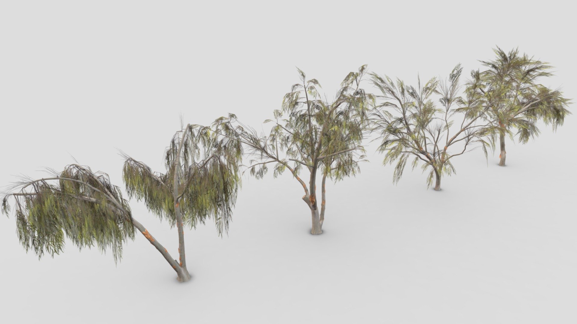 This a low ploy pack of 4 3D model of the Eucalyptus trees. I made this file for game developers and I try to provide lowpoly model 3d model