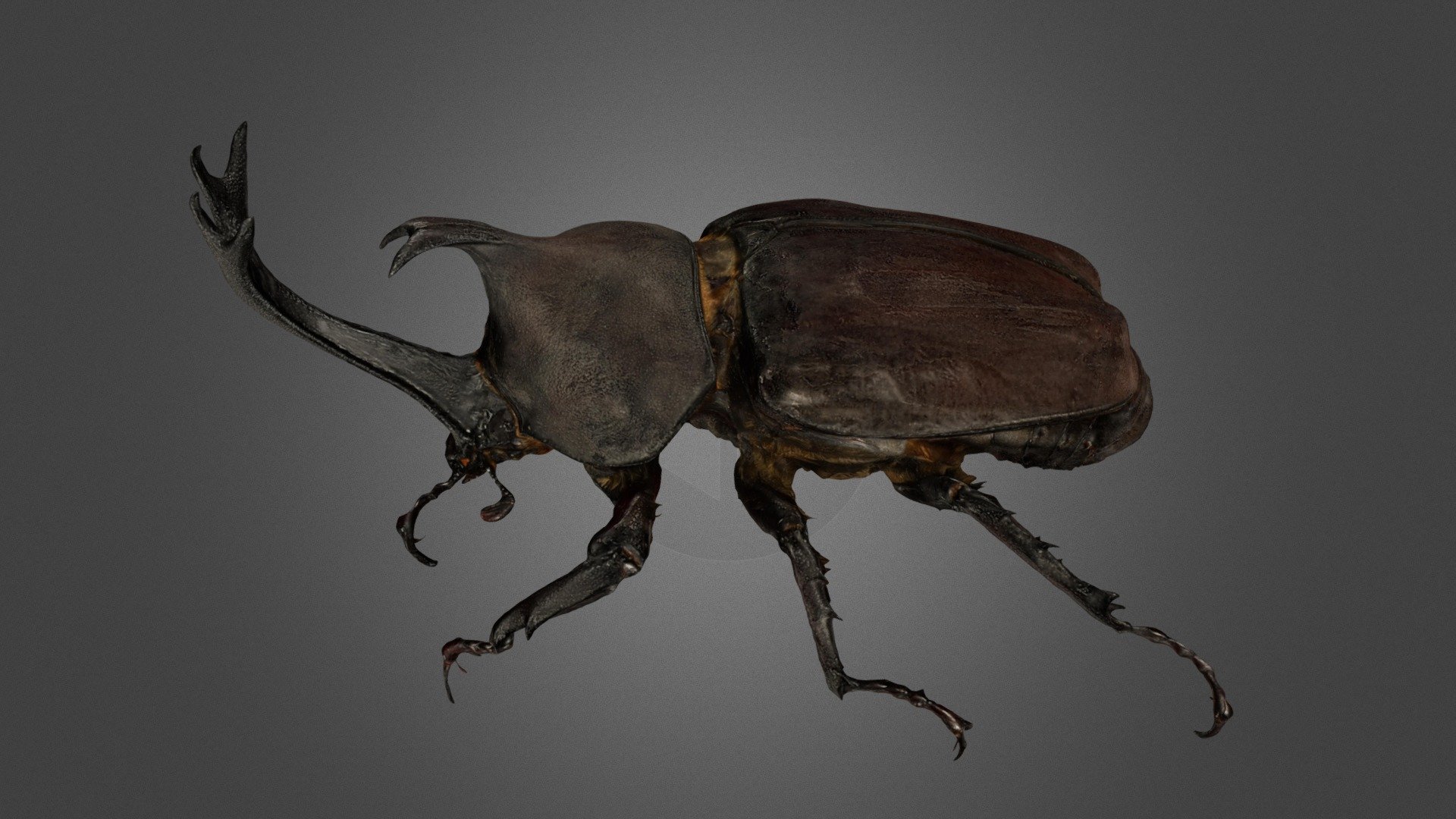 Kumamoto, Japan. 熊本県球磨盆地. 全長78mmの大型個体.


Detail: https://ffish.asia/s/57517


Animalia 動物界

　 Arthropoda 節足動物門

　　 Insecta 昆虫綱 昆虫類

　　　 Coleoptera 甲虫目・コウチュウ目

　　　　 Scarabaeidae コガネムシ科

　　　　　 Trypoxylus カブトムシ属

　　　　　　 Trypoxylus dichotomus カブトムシ - カブトムシ ♂ 78mm Japanese Rhinoceros Beetle - 3D model by ffish.asia / floraZia.com (@ffishAsia-and-floraZia) 3d model
