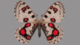 Parnassius nomion koiwayai metashape, agisoft