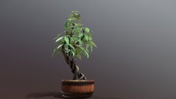 Stylized Money Tree (Guiana Chestnut) tree, plant, two, archvis, money, decorative, midpoly, realistic, twisty, cinematic, highpolymodel, moneytree, decorative-element, pbr, cinema4d, stylized, highpoly, noai, pachira, guiana, guianachestnut