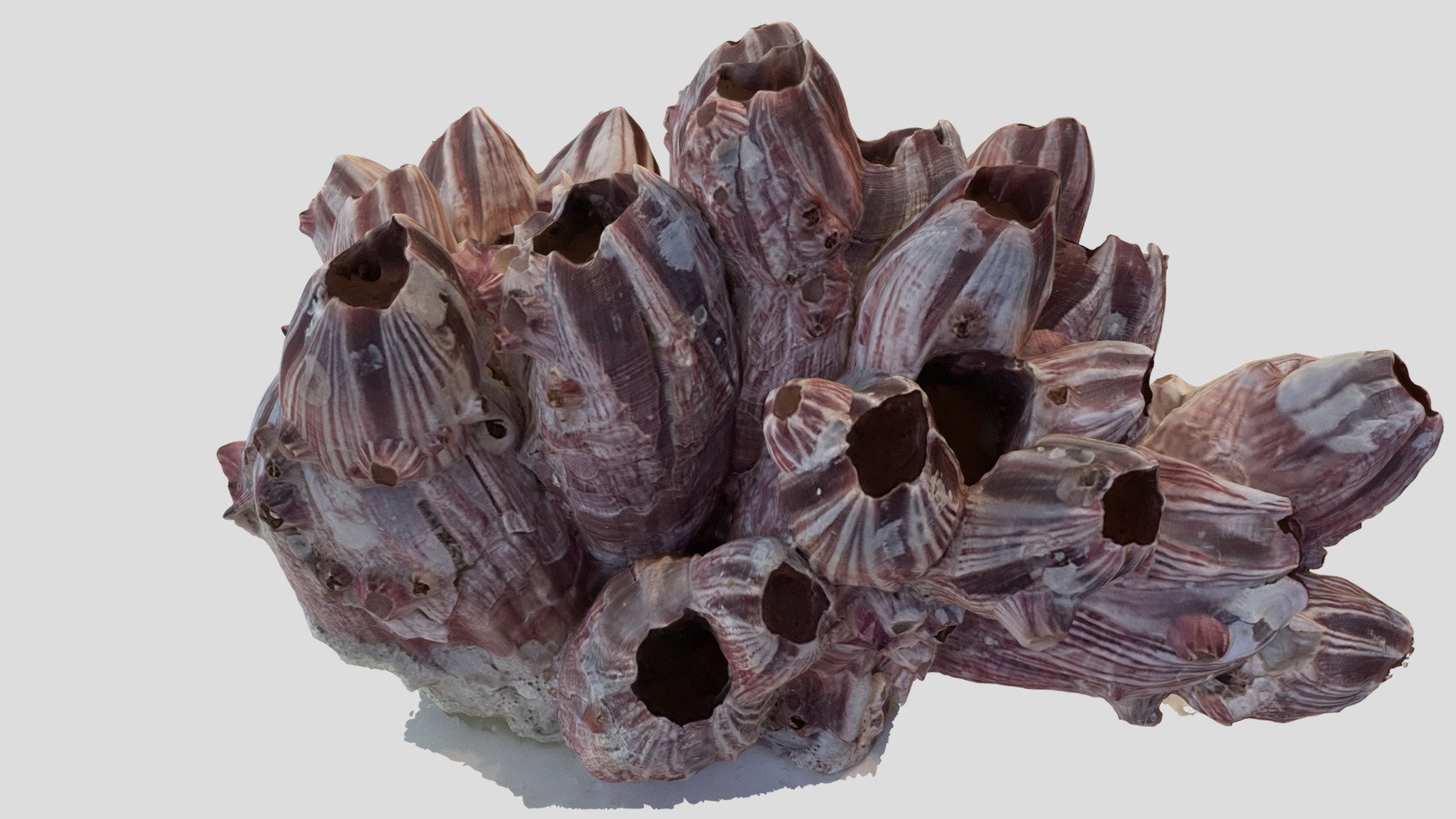 This is one of the model results from my foray into Metashape. This model has alot of inticate details with drastic depth changes 3d model